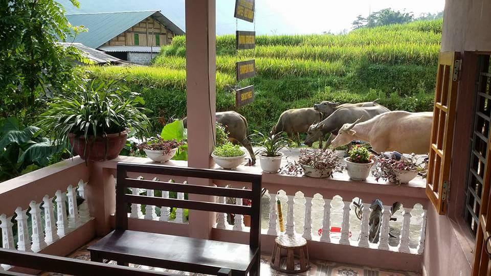 Ta Van Green Hills Homestay Sa Pa Esterno foto